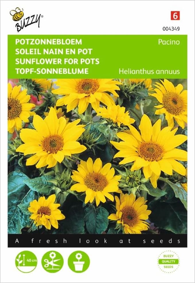 Zonnebloem Pacino - Helianthus annuus (potzonnebloem)