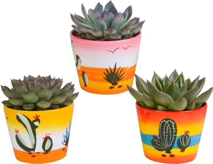 Echeveria mix 10.5 cm in Mexicaanse pot | 3 stuks