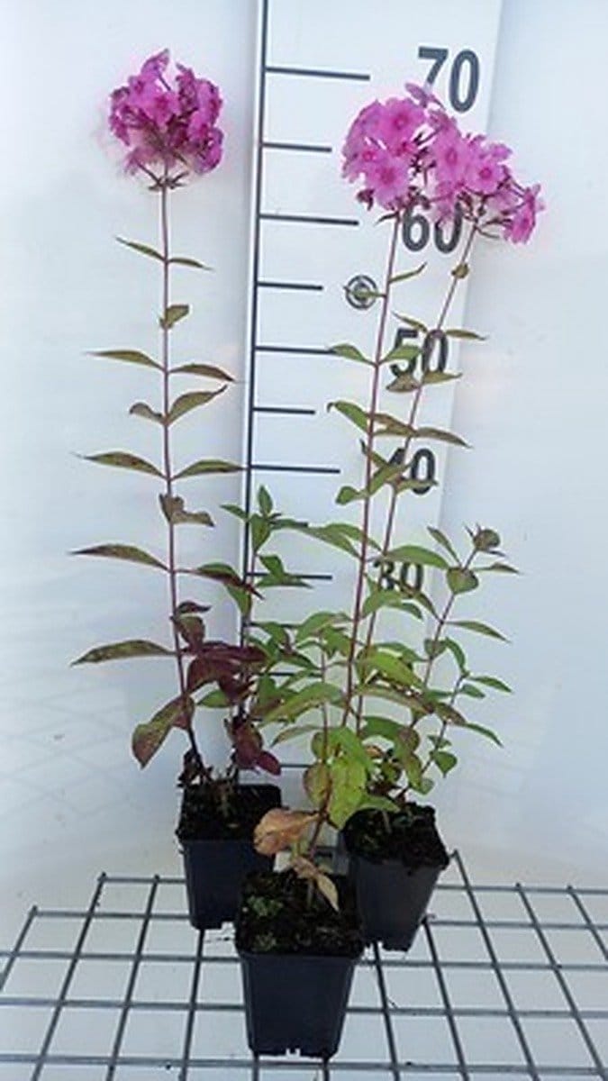 6x Vlambloem - Phlox amplifolia 'Winnetou' | 9x9 cm pot