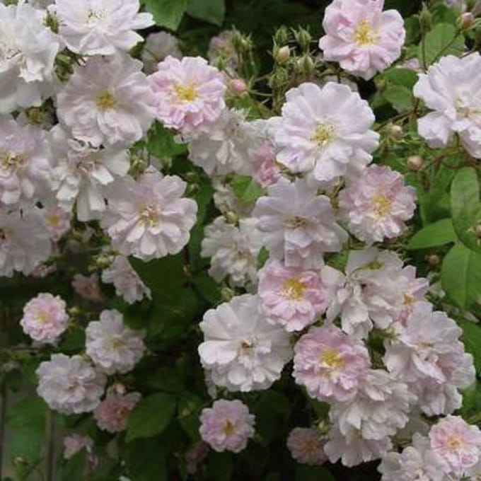 Rosa 'Paul's Himalayan Musk Rambler' - Rambler, Roos in pot