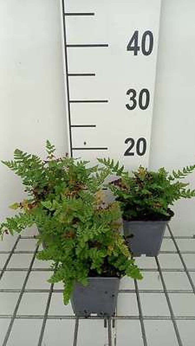 6x Botte Schildvaren - Woodsia obtusa | 9x9 cm pot