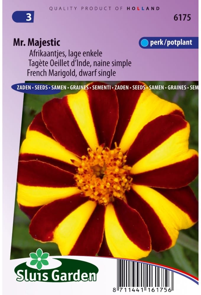 Sluis Garden - Afrikaan Mr. Majestic