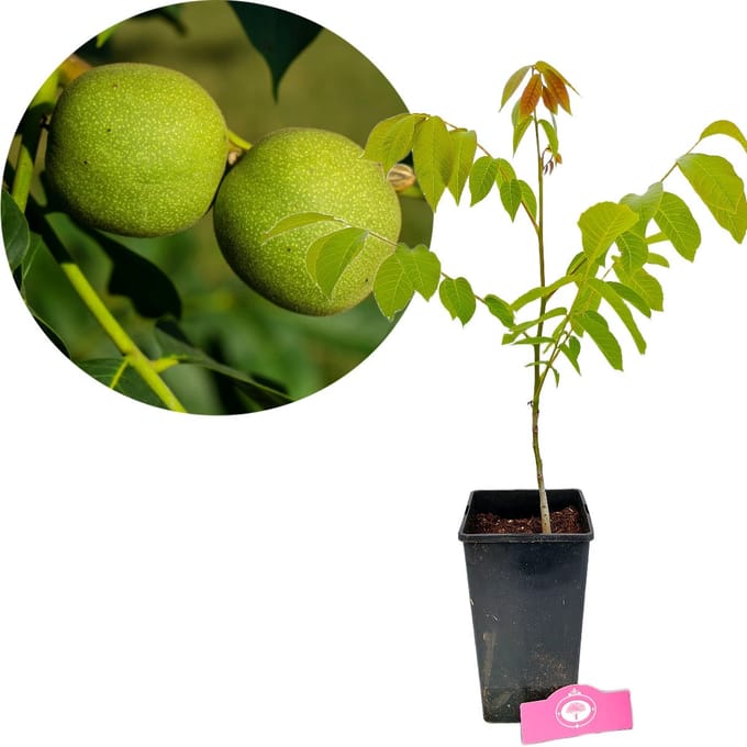 Juglans regia, Walnotenboom, Hoogte 40cm, 3 liter pot