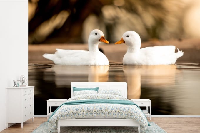 Behang - Fotobehang Eend - Wit - Dieren - Water - Vogel - Eenden - Breedte 450 cm x hoogte 300 cm