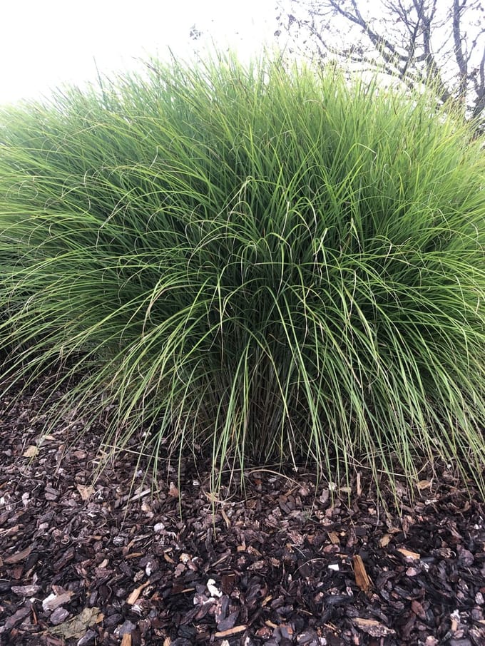 6x Prachtriet - Miscanthus sinensis 'Gracillimus' | 9x9 cm pot