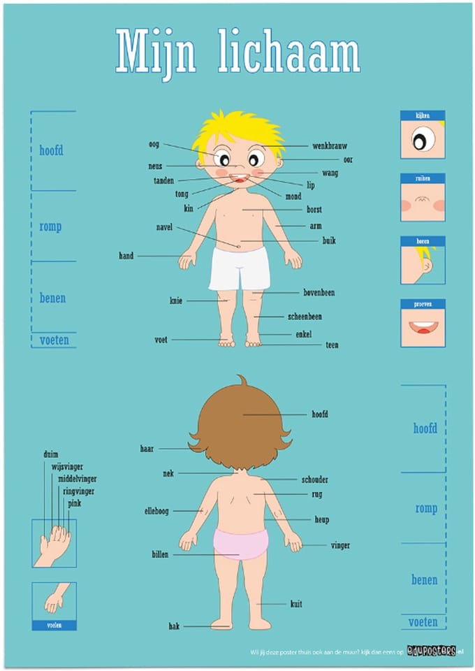Educatieve poster (Posterpapier) - Biologie mijn lichaam - 50 x 70 cm (B2)