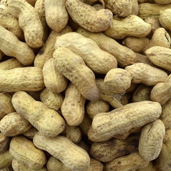 Wielink Pinda’s in dop 10KG