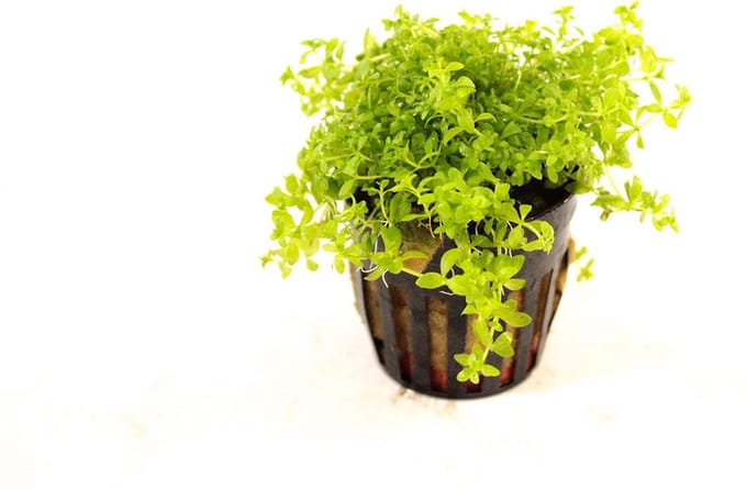 Moerings Micranthemum Micranthemoides | Amerikaans parelkruid | in 5 cm pot