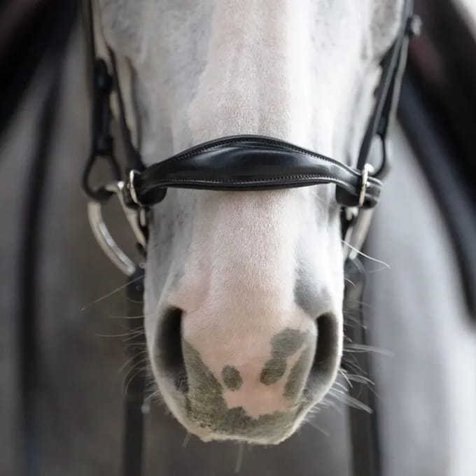 Muserolle gekruist voor Duitse paard Jump'In Evolution Origin