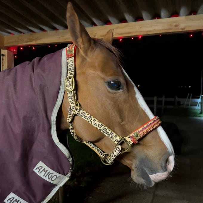 Gypsy Paardenhalster - Full