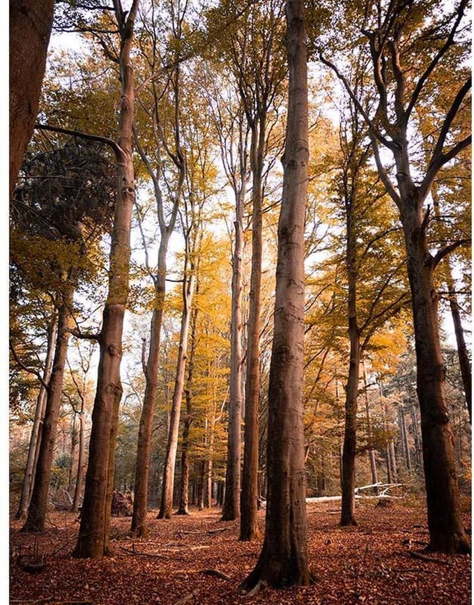 Canvas Schilderij Herstbomen - 60x80cm - Schilderij Natuur