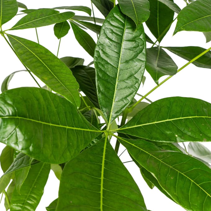 Pachira Aquatica Ø24cm - 120