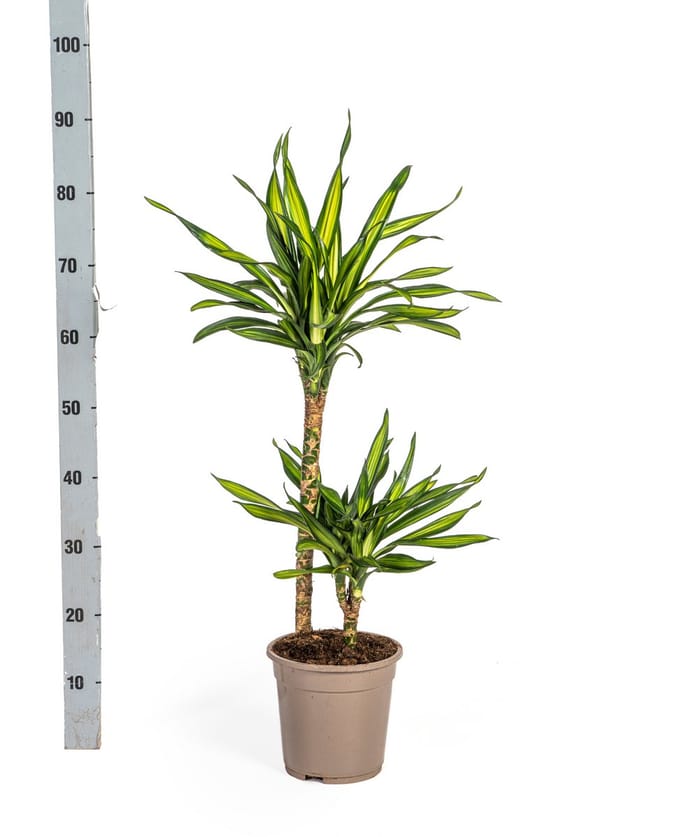 Dracaena Deremensis Rikki Ø19cm - 80cm