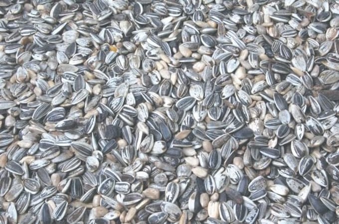 Wielink Gestreepte zonnebloempitten 750 gram