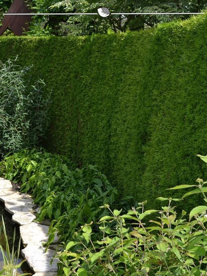 Westerse Levensboom Thuja Brabant 200-225 cm, 4x Haagplant