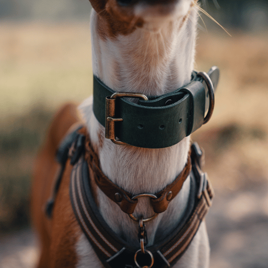 Cooper & Quint Bold Brede Leren Halsband - Groen - Medium - 4 cm - Oud Messing