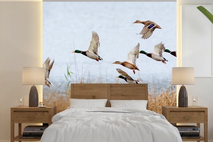 Behang - Fotobehang Eend - Vogel - Riet - Water - Eenden - Breedte 220 cm x hoogte 220 cm
