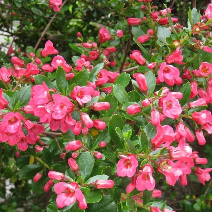 Escallonia 'Donard Seedling' - Escallonia 40-50 cm in pot