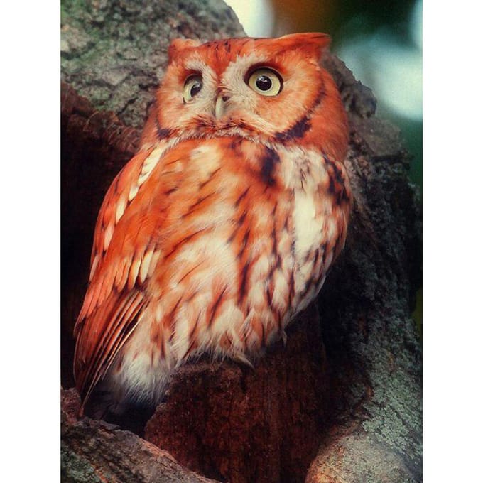 Broderie Diamant Hibou Peinture Diamant Animal Point De Croix Diamant 20X30CM beige