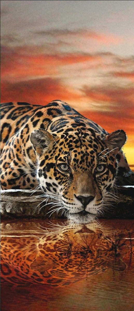 Fotobehang Dieren | Oranje, Bruin | 91x211cm