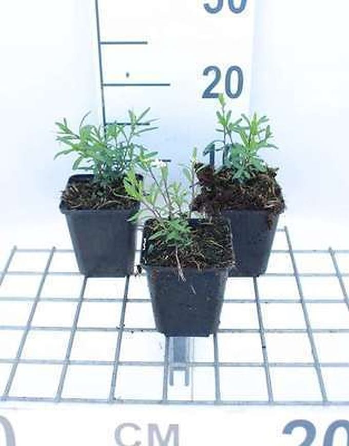 6x Scheefkelk - Iberis semp. 'Schneeflocke' ('snowflake') | 9x9 cm pot