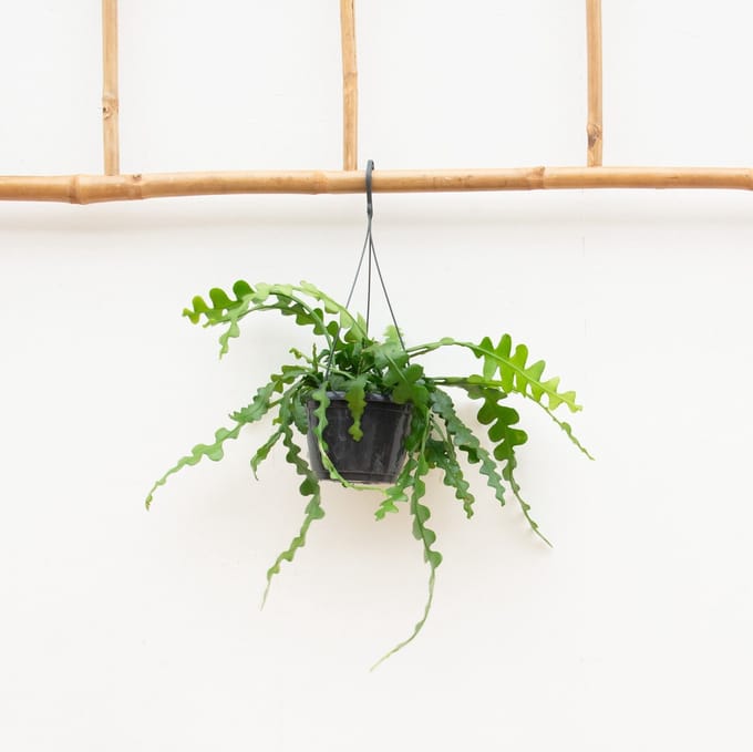 Hangplant Epiphyllum Anguliger - 35cm