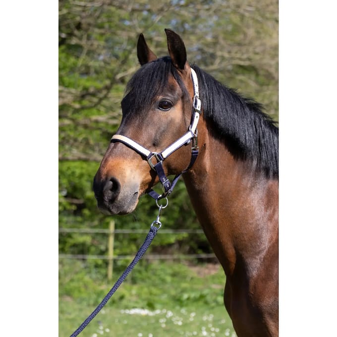 Bi-color nylon halster voor paard HFI