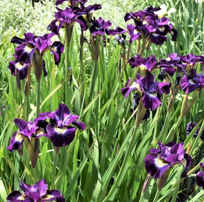 Iris Sibirica 'Shirley Pope' - Baardloze Iris - Wortelgoed - 4 stuks
