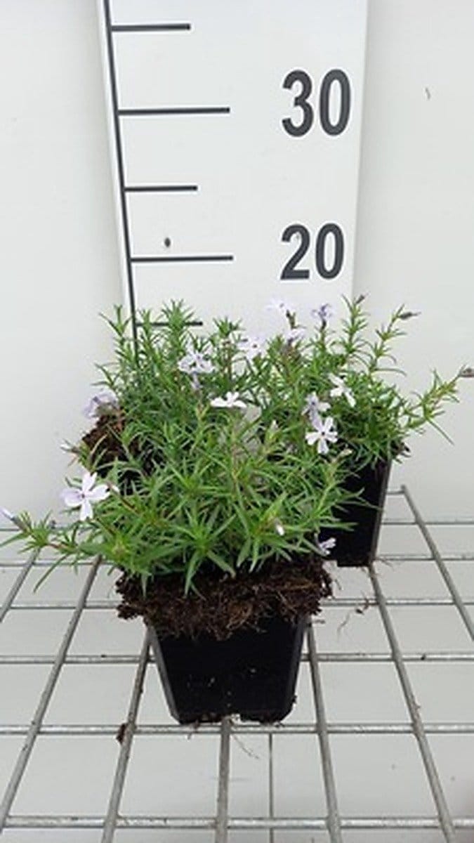 6x Vlambloem - Phlox (s) 'G.f. Wilson' | 9x9 cm pot