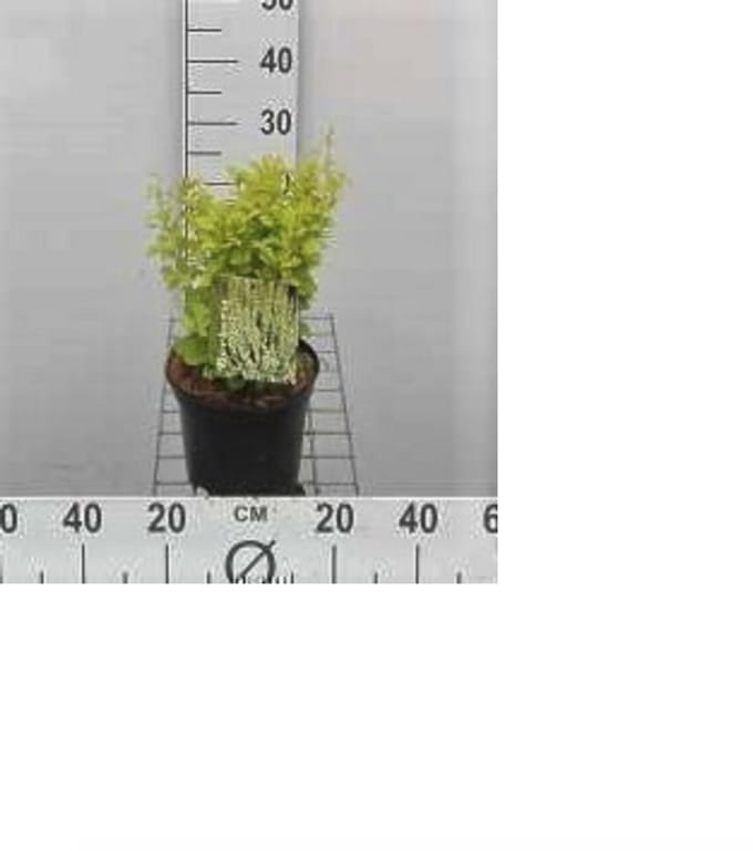2 x Berberis thunb. 'Golden Rocket' - Japanse Zuurbes 25- 30 cm in pot