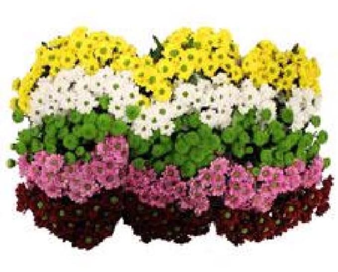 25x Chrysant san.mix/pak 5 kleuren 50cm