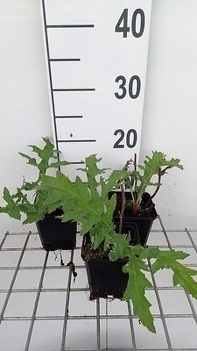 6x Kogeldistel - Echinops bann. Taplow Blue' | 9x9 cm pot