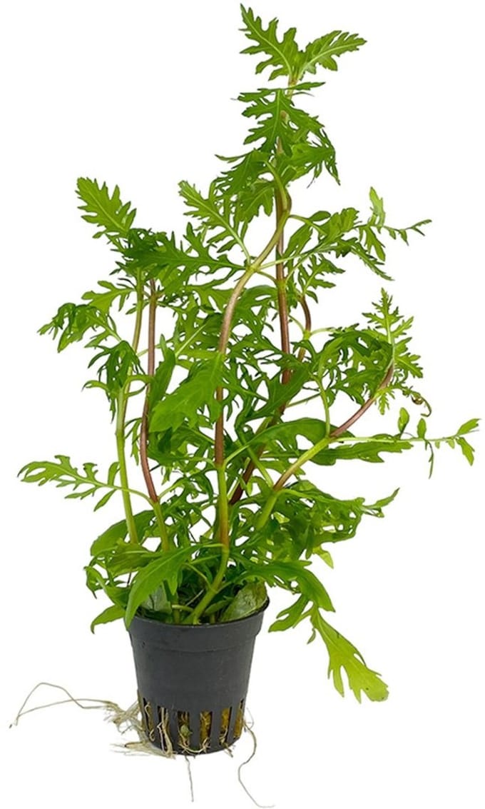 Moerings Hygrophila Difformis | Vaantjesplant | in 5 cm pot