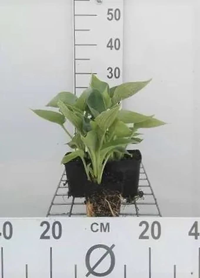 6x Funkia - Hosta sieb. 'Elegans' | 9x9 cm pot