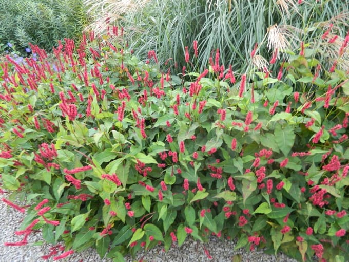 3x Duizendknoop - Persicaria amplexicaulis ‘Lisan’ | 9x9 cm pot