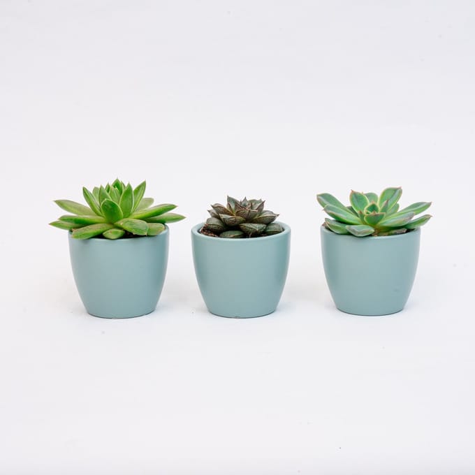 Plantenset van 3 met mini pot - Blauw/wit - Vetplanten mix - Ø 6 cm