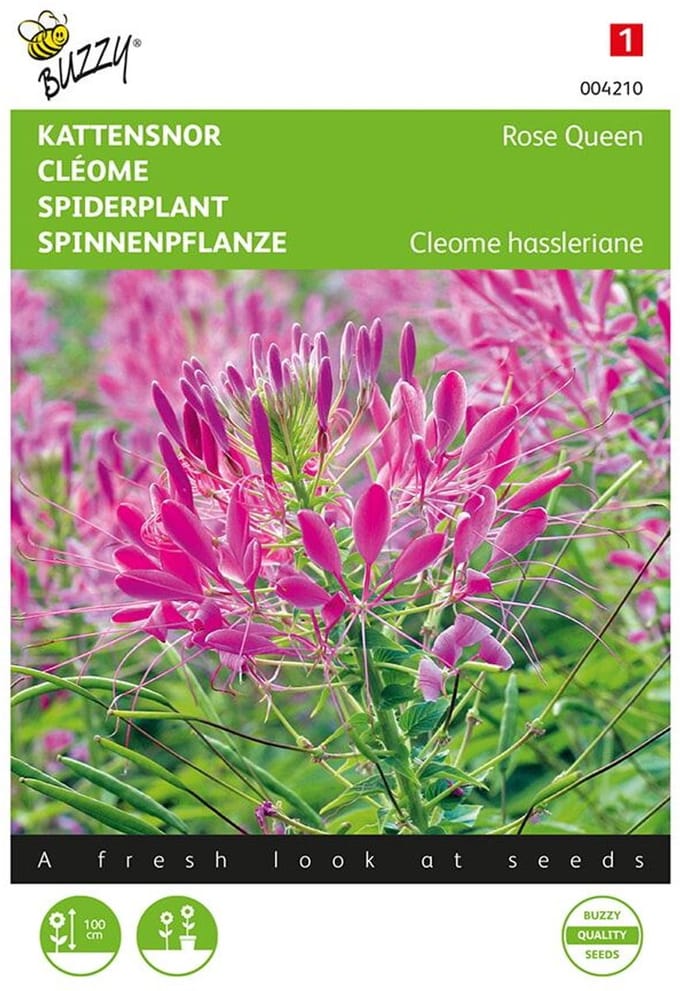 Kattensnor Rose Queen - Cleome spinosa