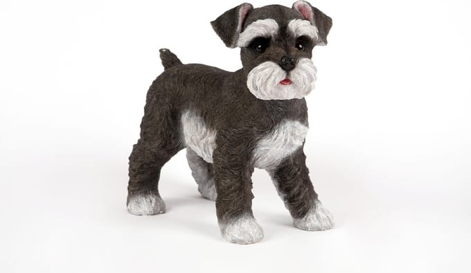 staande  Schnauzer
