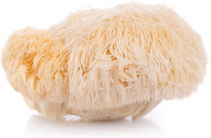 Lion's Mane (Hericium) Poeder 500 gram (Spiruella)