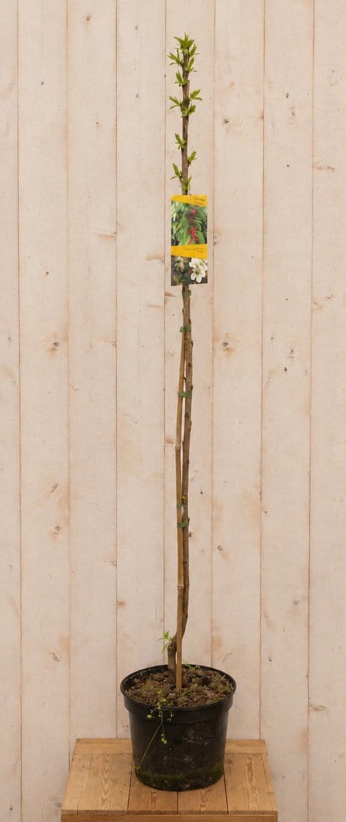 Dwerg Kersenboom 'Silvia' Prunus avium 165 cm Warentuin Natuurlijk