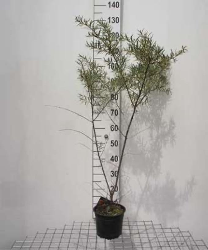 Hippophae rham. 'Leikora' - Duindoorn 50-60 cm in pot