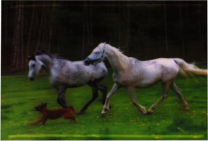 S.Y.W Poster - Paarden - Wit
