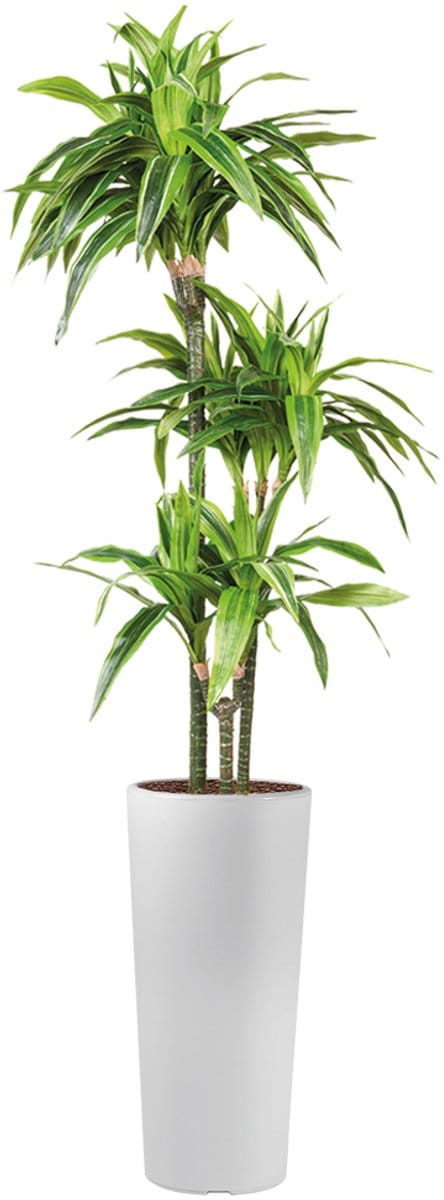 HTT - Kunstplant Dracaena Lemon Lime in Clou rond wit H185 cm