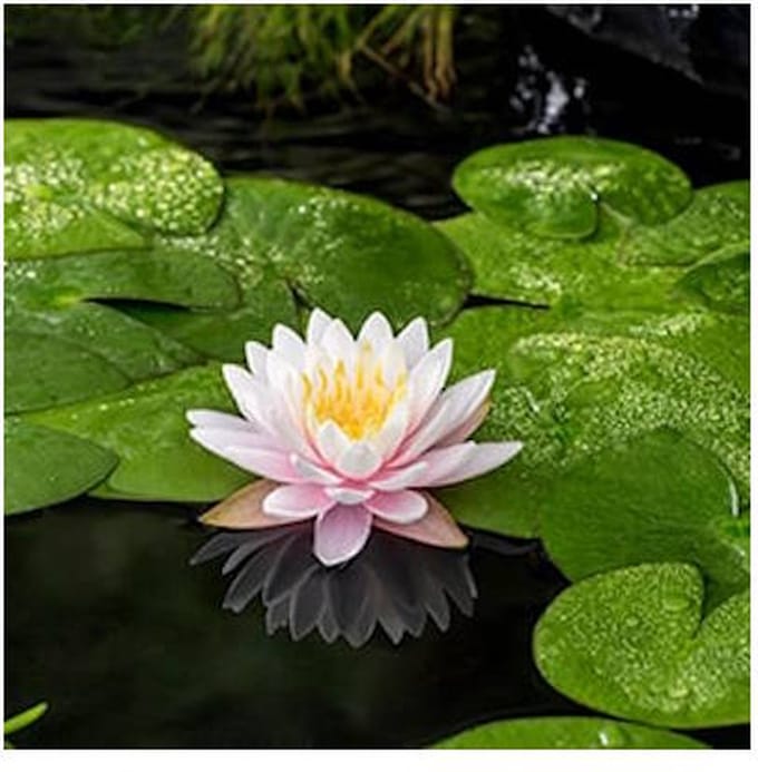 Moerings Nymphaea Ray Davies | Waterlelie | In 11CM pot