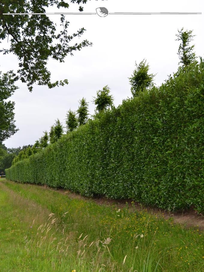 Laurier Prunus Caucasica 60-80 cm in Pot, 25x Haagplant