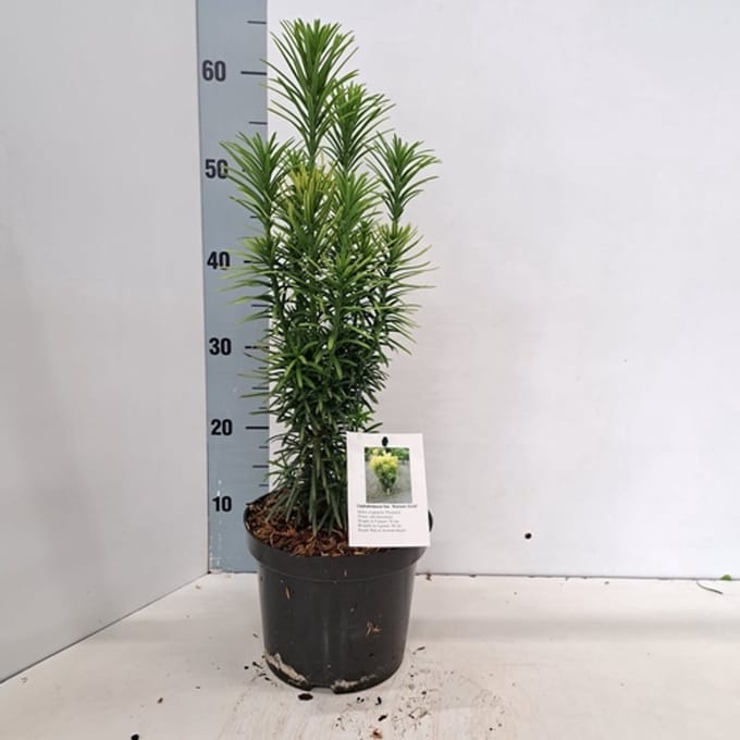 Cephalotaxus haringtonia 'Korean Gold' - Knoptaxus | 50-60 cm pot