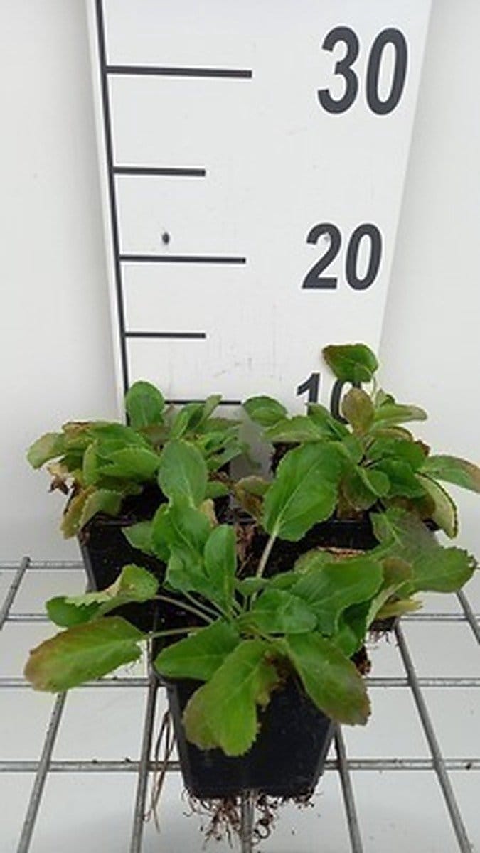 6x Kruisdistel - Eryngium planum | 9x9 cm pot