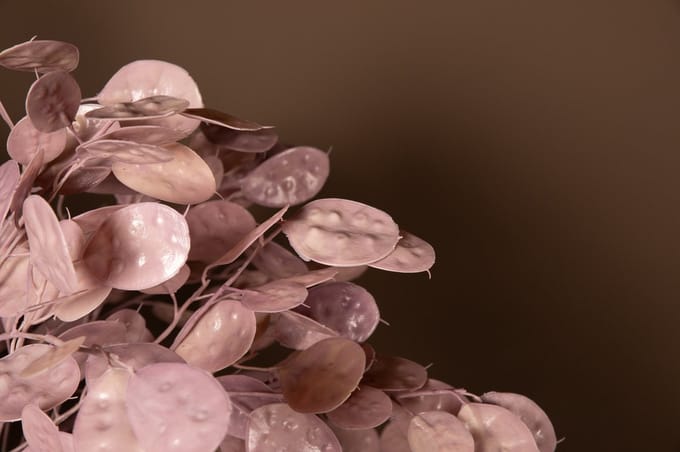 PTMD Leaves Plant Pink Money Tree Spray
