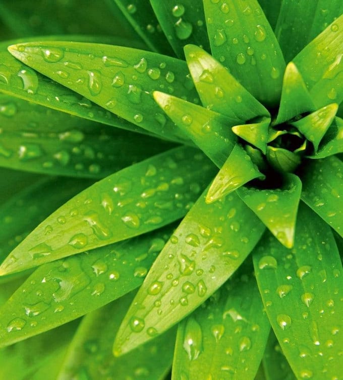 Fotobehang - Fresh Foliage 225x250cm - Vliesbehang