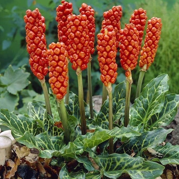 6 x Arum italicum - Aronskelk pot 9x9 cm